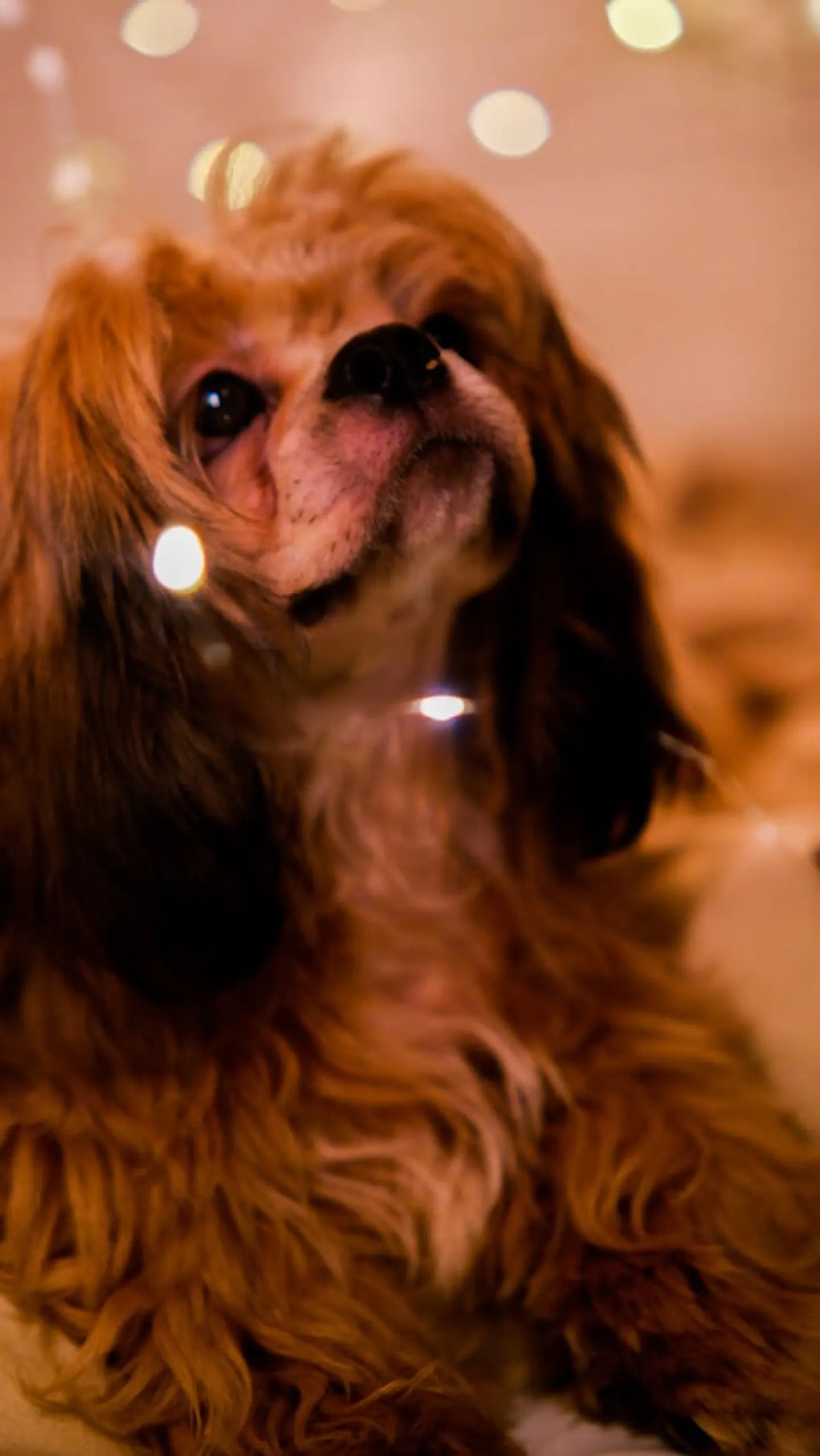 Pet dog portrait photography